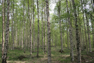 Die Silvius Wodarz-Stiftung kürte die Moor-Birke zum Baum des Jahres 2023. Charakteristisch ist die papierdünne, bis zum Stammfuß weiße Rinde. Foto: H.-J. Arndt