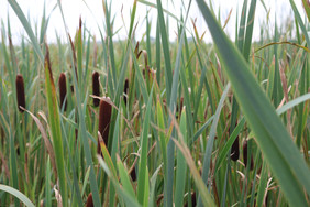 Kultivierung von Rohrkolben (Typha spp.) und Schilf (Phragmites australis) als neue landwirtschaftliche Dauerkulturen auf wiedervernässten Niedermoorböden (Quelle: FNR/M.Spittel)