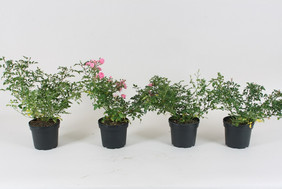 Bild typischer Pflanzen der Versuchsglieder 6 - 9 mit von links nach rechts 25 % Gärrest, 50 % Gärrest, 75 % Gärrest und 100 % Gärrest (Quelle: Christina Eilers, Projekt ToPGa)
