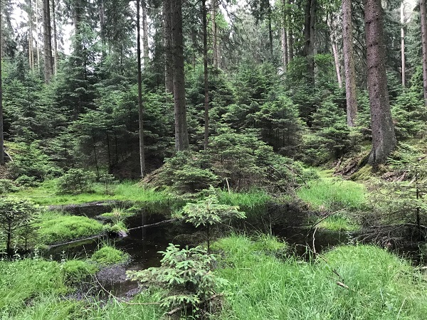 Waldmoor in einem Fichtenwald. Foto: Thünen-Institut/P. Dühnelt
