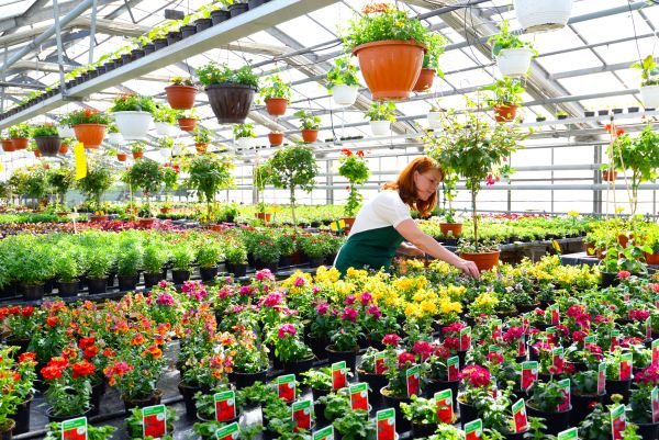 Gärtnerin arbeitet in einem Gewächshaus mit bunt blühenden Blumen - Gartencenter zum Verkauf von Zierpflanzen // greenhouse with colorful blooming flowers - garden center to sell ornamental plants